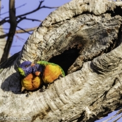 Trichoglossus moluccanus at Hughes, ACT - 26 Oct 2019 06:13 AM