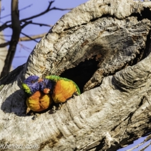 Trichoglossus moluccanus at Hughes, ACT - 26 Oct 2019