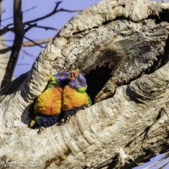 Trichoglossus moluccanus at Hughes, ACT - 26 Oct 2019 06:13 AM