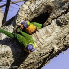 Trichoglossus moluccanus at Hughes, ACT - 26 Oct 2019 06:13 AM