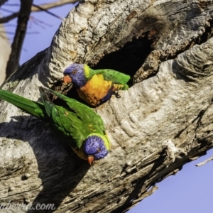 Trichoglossus moluccanus at Hughes, ACT - 26 Oct 2019 06:13 AM