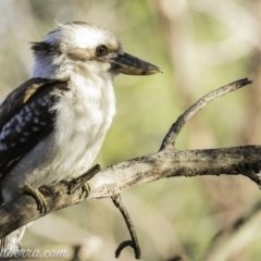 Dacelo novaeguineae (Laughing Kookaburra) at Red Hill Nature Reserve - 25 Oct 2019 by BIrdsinCanberra