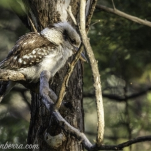 Dacelo novaeguineae at Deakin, ACT - 26 Oct 2019 06:22 AM