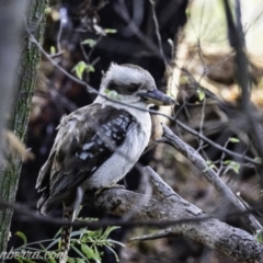 Dacelo novaeguineae at Deakin, ACT - 26 Oct 2019 06:22 AM