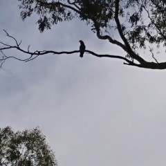 Callocephalon fimbriatum (Gang-gang Cockatoo) at Mount Ainslie - 29 Oct 2019 by Kym