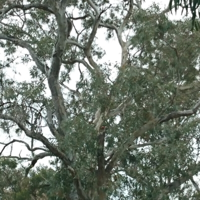 Platycercus eximius (Eastern Rosella) at Campbell, ACT - 30 Oct 2019 by Kym