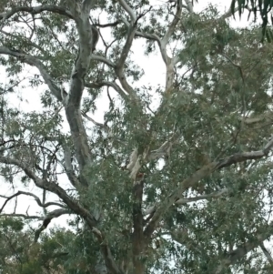 Platycercus eximius at Campbell, ACT - 30 Oct 2019