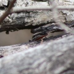 Morethia boulengeri (Boulenger's Skink) at Red Hill Nature Reserve - 30 Oct 2019 by LisaH