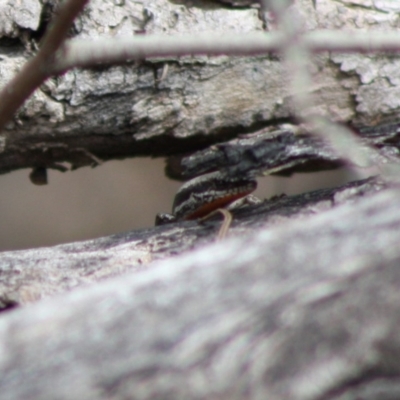 Morethia boulengeri (Boulenger's Skink) at Red Hill Nature Reserve - 30 Oct 2019 by LisaH