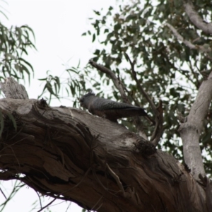 Callocephalon fimbriatum at Deakin, ACT - suppressed