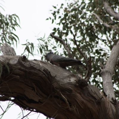 Callocephalon fimbriatum (Gang-gang Cockatoo) at Deakin, ACT - 30 Oct 2019 by LisaH