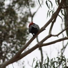 Callocephalon fimbriatum at Deakin, ACT - suppressed