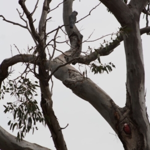 Callocephalon fimbriatum at Deakin, ACT - suppressed