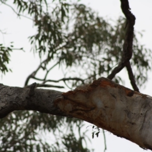 Callocephalon fimbriatum at Deakin, ACT - suppressed