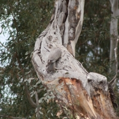 Eolophus roseicapilla (Galah) at Deakin, ACT - 30 Oct 2019 by LisaH