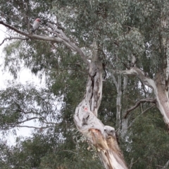 Eolophus roseicapilla at Deakin, ACT - 30 Oct 2019