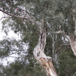 Eolophus roseicapilla at Deakin, ACT - 30 Oct 2019