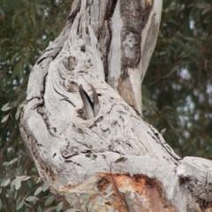 Eolophus roseicapilla at Deakin, ACT - 30 Oct 2019 12:59 PM