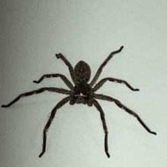 Isopeda (genus) (Huntsman Spider) at Aranda, ACT - 30 Oct 2019 by Jubeyjubes