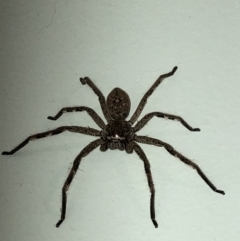 Isopeda sp. (genus) (Huntsman Spider) at Aranda, ACT - 30 Oct 2019 by Jubeyjubes