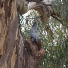 Callocephalon fimbriatum (Gang-gang Cockatoo) at Hughes, ACT - 30 Oct 2019 by LisaH