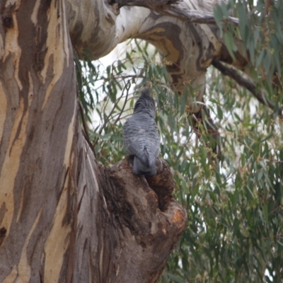 Callocephalon fimbriatum (Gang-gang Cockatoo) at Red Hill to Yarralumla Creek - 30 Oct 2019 by LisaH