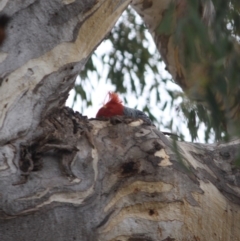 Callocephalon fimbriatum at Hughes, ACT - 30 Oct 2019