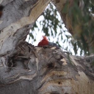 Callocephalon fimbriatum at Hughes, ACT - 30 Oct 2019