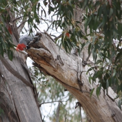 Callocephalon fimbriatum (Gang-gang Cockatoo) at GG108 - 30 Oct 2019 by LisaH