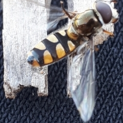 Melangyna viridiceps (Hover fly) at Wanniassa, ACT - 23 Oct 2019 by Rin