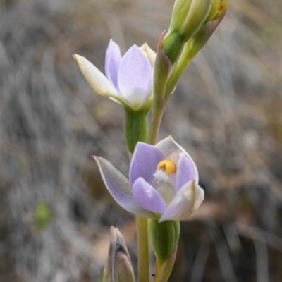 Thelymitra sp. (pauciflora complex) (Sun Orchid) at Black Mountain - 30 Oct 2019 by shoko