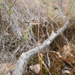 Thelymitra sp. (pauciflora complex) at Acton, ACT - suppressed