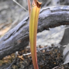 Thelymitra sp. (pauciflora complex) at Acton, ACT - 30 Oct 2019