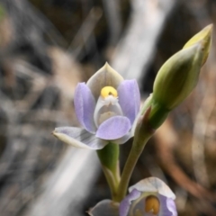 Thelymitra sp. (pauciflora complex) at Acton, ACT - 30 Oct 2019