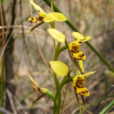 Diuris sulphurea (Tiger Orchid) at Acton, ACT - 30 Oct 2019 by shoko