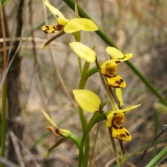 Diuris sulphurea (Tiger Orchid) at Black Mountain - 30 Oct 2019 by shoko