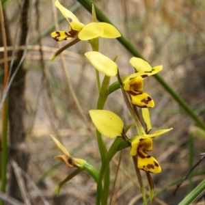 Diuris sulphurea at Acton, ACT - 30 Oct 2019