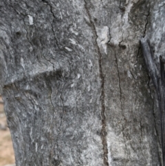 Papyrius nitidus at Deakin, ACT - 29 Oct 2019