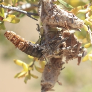 Psychidae (family) IMMATURE at Gungahlin, ACT - 28 Oct 2019