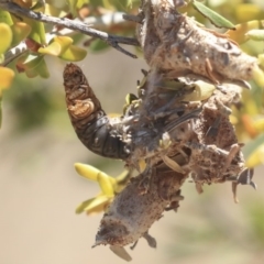 Psychidae (family) IMMATURE at Gungahlin, ACT - 28 Oct 2019