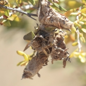 Psychidae (family) IMMATURE at Gungahlin, ACT - 28 Oct 2019 01:42 PM