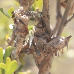 Psychidae (family) IMMATURE at Gungahlin, ACT - 28 Oct 2019 01:42 PM