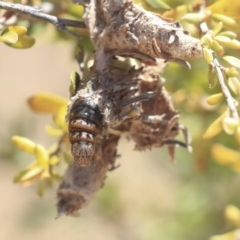 Psychidae (family) IMMATURE at Gungahlin, ACT - 28 Oct 2019 01:42 PM