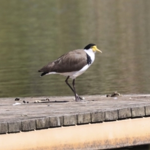 Vanellus miles at McKellar, ACT - 28 Oct 2019 09:22 AM