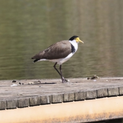 Vanellus miles (Masked Lapwing) at McKellar, ACT - 28 Oct 2019 by AlisonMilton