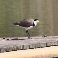 Vanellus miles at McKellar, ACT - 28 Oct 2019 09:22 AM