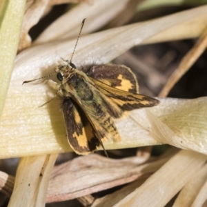 Ocybadistes walkeri at Higgins, ACT - 29 Oct 2019 09:22 AM