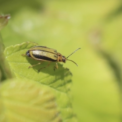 Xanthogaleruca luteola (Elm leaf beetle) at Giralang Wetlands - 28 Oct 2019 by AlisonMilton