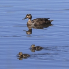 Anas superciliosa (Pacific Black Duck) at Giralang, ACT - 28 Oct 2019 by AlisonMilton