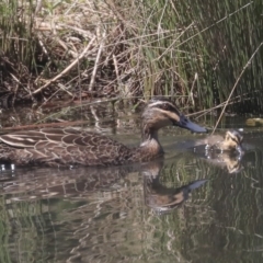 Anas superciliosa at Giralang, ACT - 28 Oct 2019 10:14 AM